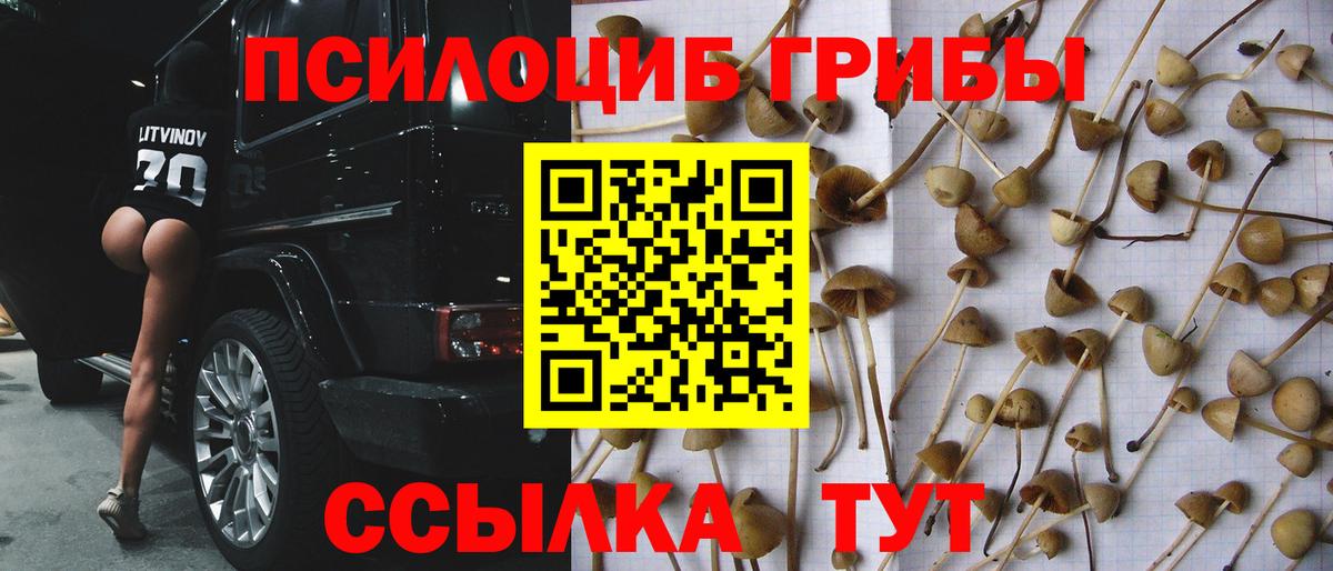 Псилоцибиновые грибы Psilocybine cubensis  наркошоп  Вход с VPN  Дубна  Псилоцибиновые грибы прущие грибы 